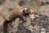 Sheep Eater Marmot.jpg
