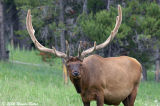 Bull Elk.jpg