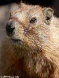 Marmot Head Shot.jpg