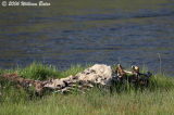 Elk Carcass Along the Madison.jpg