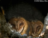 Snoozing Barn Owls 09_08_06.jpg