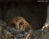 Baby Barn Owl 09_08_06.jpg