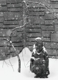 Buda In a Downy Fluff 02_01_08.jpg