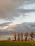Trees in Landscape