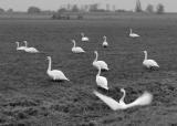 Swans