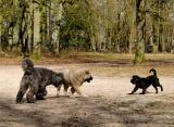 Playful Trio
