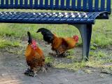 Dumped Cocks