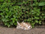 First Newborn Deer This Year