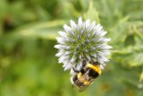 Globe Thistle and Bee