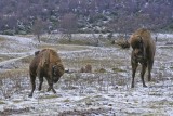 Young Bison Bulls