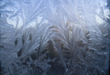 Ice Feathers