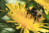 Bee and Dandelion