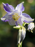 Blue Columbine