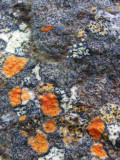 Lichens