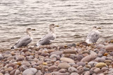 Gulls