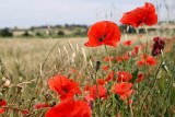 French Poppies