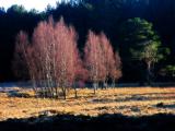 19th January Birch Trees