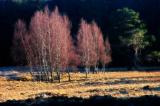 Birch Trees copy