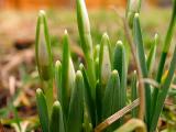 18th February Snow Drops