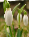 18th February Snow Drops