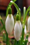 18th February Snow Drops