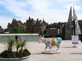 Edinburgh cow