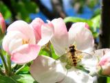 2nd June Hover fly and Apple Blossom