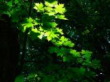 12th June Green