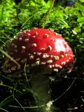 Fly Agaric