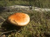 Mushroom-01