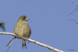 Gros-bec errant  - Evening Grosbeak - fem.