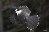 Msangeai du Canada - Grey Jay