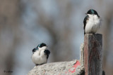 Hirondelles bicolores - Tree Swallow