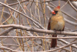 Cardinal rouge - Northern Cardinal - fem.