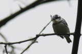 Paruline azure - Cerulean Warbler
