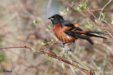 Oriole des vergers - Orchard Oriole