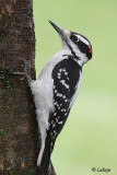 Pic chevelu - Hairy Woodpecker - Male