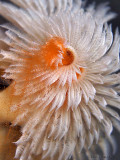 Christmas Tree Worm Spawning