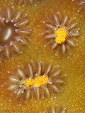 Coral Larvae