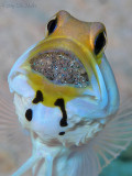 Jawfish w/ Eggs