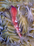 Flower Coral w/Worm