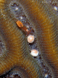 Brain Coral Spawn & Shrimp