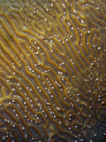 Brain Coral Spawning