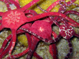 Brittle Star Orgy