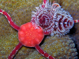 Brittle Star & Worm