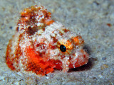 Coral Scorpionfish