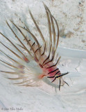 Baby Lionfish