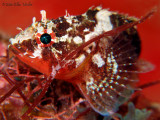 Deepreef Scorpionfish