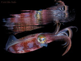 Squid Reflections