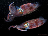Squid in Outer Space